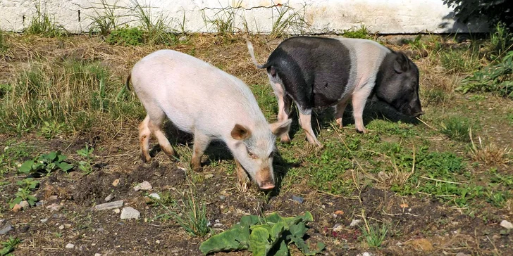 Víkendové komentované vystoupení se zvířátky a prohlídka parku