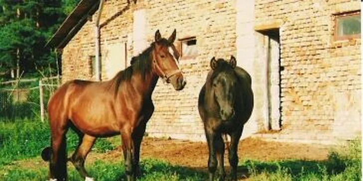 Hodinová jezdecká lekce nebo vyjížďka pro DVA