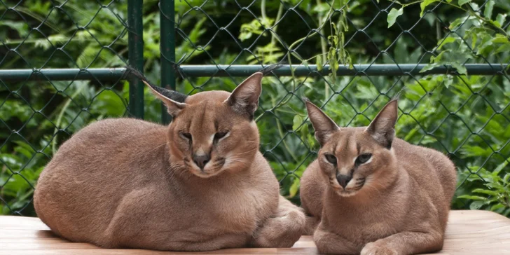 Poznejte rysy, oceloty a karakaly zblízka: seznámení se šelmami nebo krmení