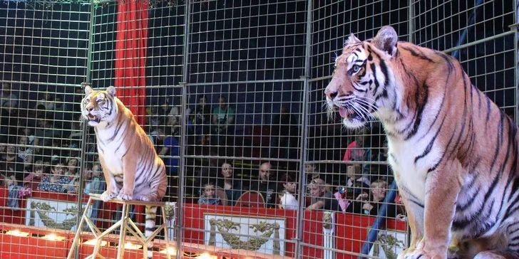 Cirkus Jo-Joo: představení Stroj času pro děti i dospělé