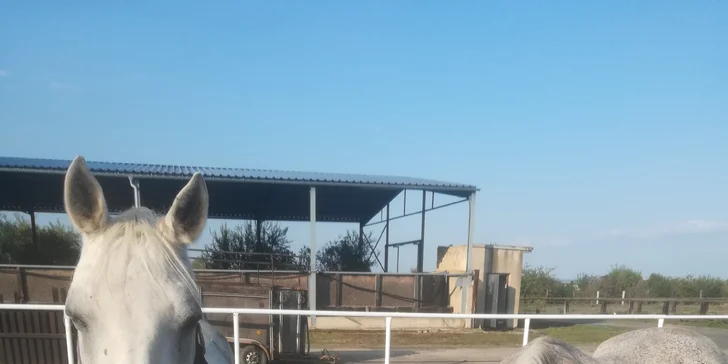 Letní příměstský tábor pro děti 6-12 let na ranči plném koní nedaleko Prahy
