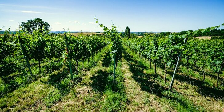 Pobyt ve vinařství Krýsa na jižní Moravě: polopenze a prohlídka vinohradu