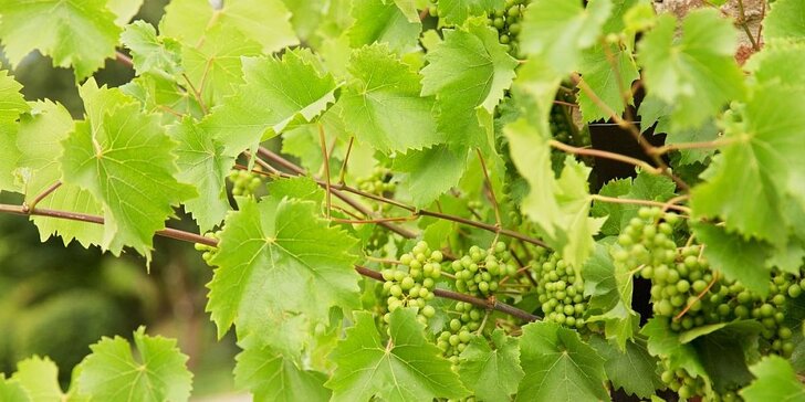 Skvělé zážitky ve vinařství Krýsa: ráj milovníků vína a jižní Moravy