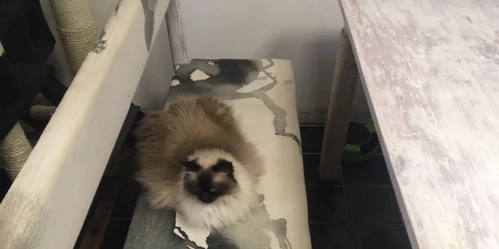 Toast a limonáda nebo káva a zákusek v kavárně plné koček pro jednoho i pro dva