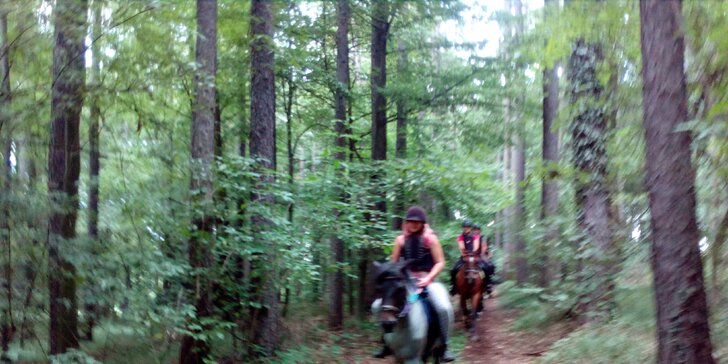 Prožijte fajn den u koní: seznámení, péče i jízda pod dohledem trenéra