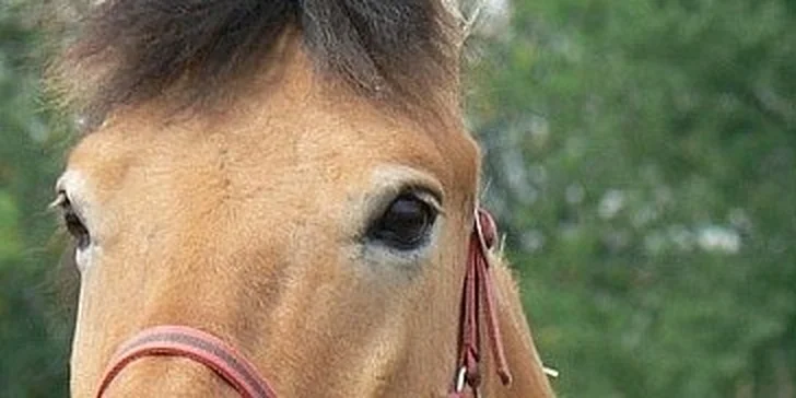 600 Kč za celodenní pobyt a výuku jízdy na koni ve stájích v Majetíně