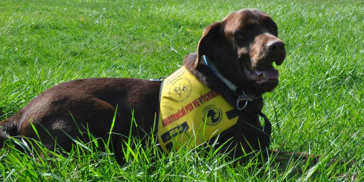 Složme se zrakově postiženému Ondrovi na výcvik asistenčního pejska