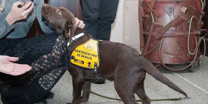 Složme se zrakově postiženému Ondrovi na výcvik asistenčního pejska