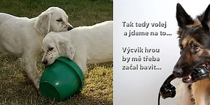 Výcvik vašeho pejska hrou - konzultace a základní výcvik