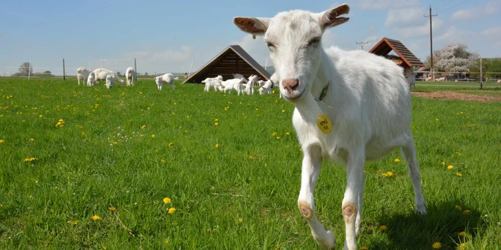 Na den farmářem: práce se zvířaty na den či dva pro dospělé i dítě