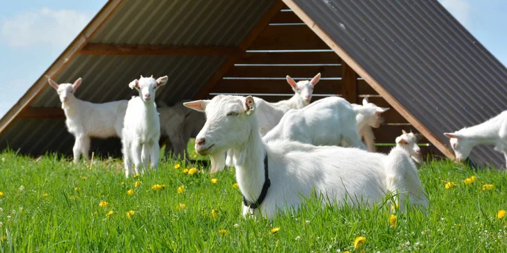 Na den farmářem: práce se zvířaty na den či dva pro dospělé i dítě