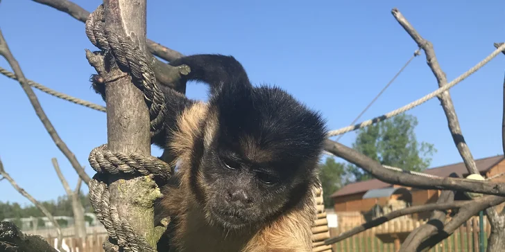 Domů si odnesete knihu Jak jsem zachránil ZOO Tábor.