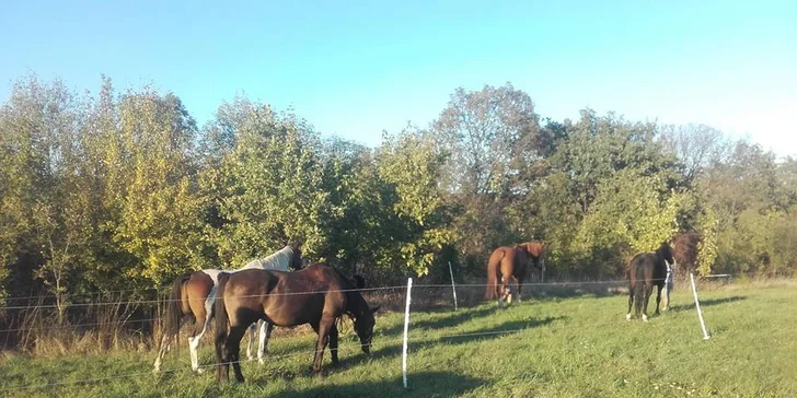 Hodina jízdy na koni pod dohledem instruktora v jezdeckém klubu Agira