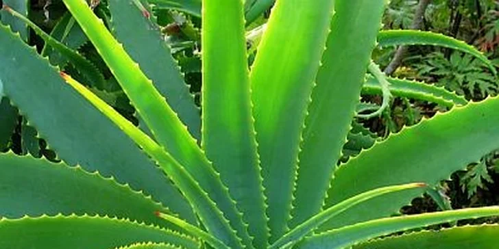 Exkluzivní masáž Aloe Vera zad a šíje v Plzni