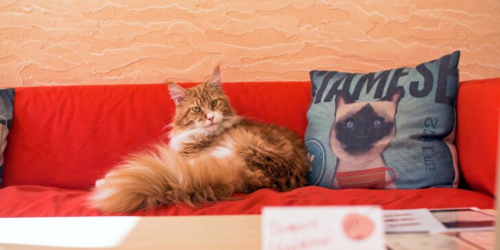 Pro milovníky koček a ledových dobrot: Velký pohár a domácí limonáda v kočičí kavárně