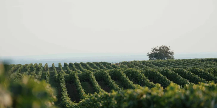 Dozvíte se zajímavosti o víně i samotných vinicích, ze kterých pochází.