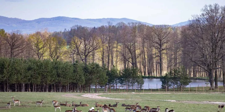 Hurá za zvířátky: pobyt v Safari resortu až pro 4 os., snídaně, projížďka i muzeum