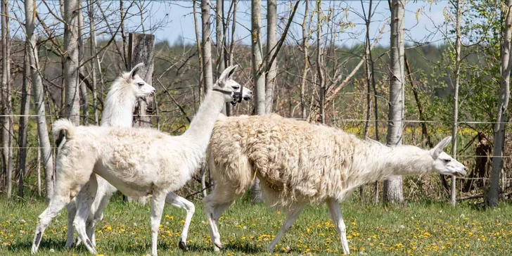 Hurá za zvířátky: pobyt v Safari resortu až pro 4 os., snídaně, projížďka i muzeum