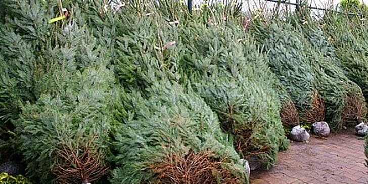 Vánoční stromek - smrk ztepilý 120cm - 150cm
