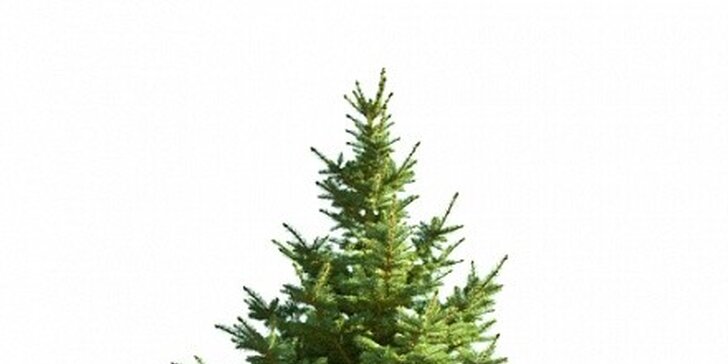 Vánoční stromek - smrk ztepilý 120cm - 150cm