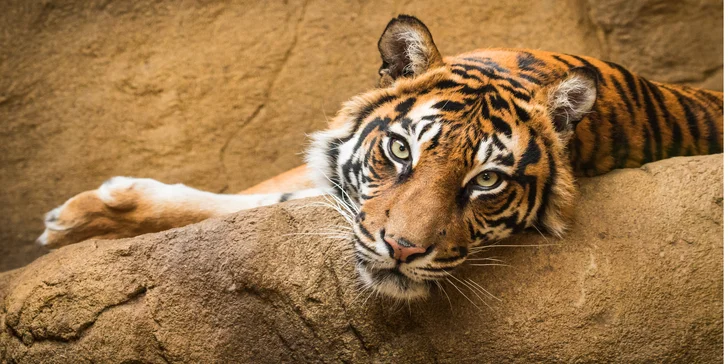 Vídeňská zoo: lední medvědi, orangutani, pandy, koaly a mnoho dalších