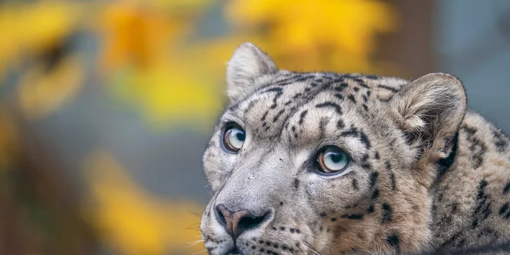 Levhart sněžný, zoo Ústí nad Labem.