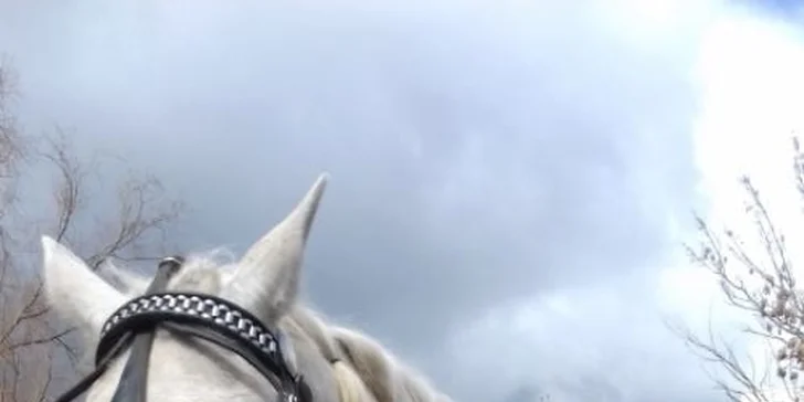 Pro nejmenší návštěvníky je v rodinném jezdeckém areálu k vidění také minichov papoušků, králíků, slepic a holandských minikoziček.