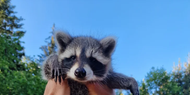 Děti nezapomeňte vzít do minizoo - mají tu i mývala, klokánka nebo ovečky s prasátkem. 