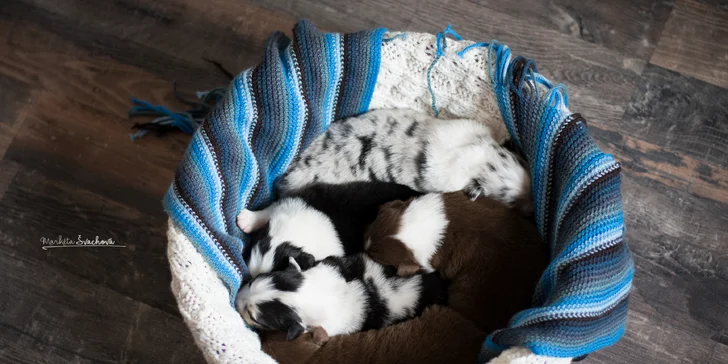 Fotit se můžete sami, v páru, s rodinou i se svým psím mazlíčkem.