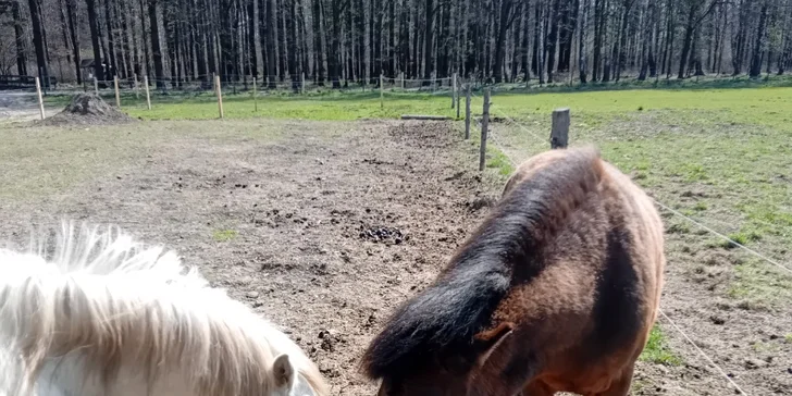Na farmě chovají shetlandské poníky, zástupce welsh pony i koně tažné. 