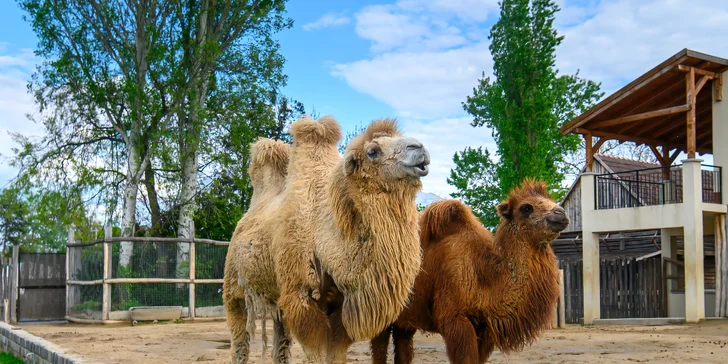 ZOO Budapešť patrí medzi málo európskych záhrad, kde uvidíte ťavy jednohrbé aj dvojhrbé.
