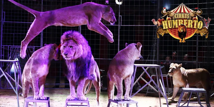 Akrobati i exotická zvířata míří do Prahy: Vstupenky na show Cirkusu Humberto