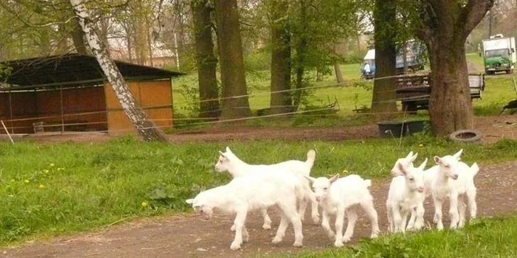 Zvířátka jsou vyváděna na pastvu, což se projevuje v kvalitě mléka.