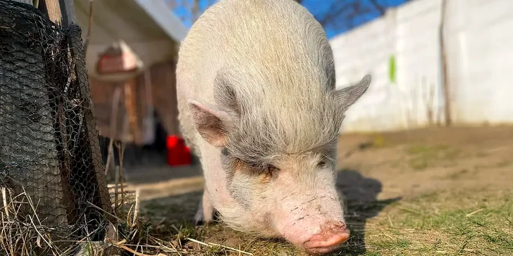 Seznamte se s koníkem Bleskem, oslíkem Rastym a třeba i s prasátky, králíky, kozami nebo papoušky.