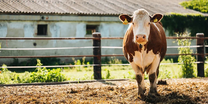 Na procházku se můžete vypravit s kozou nebo poníkem, přičemž na druhém zmiňovaném se mohou dokonce děti do 50 kg svézt.