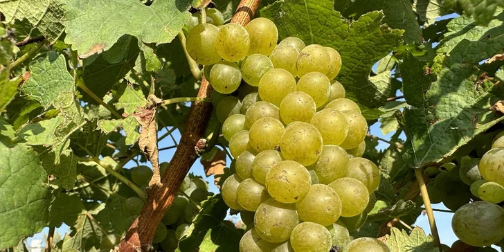 Čím lepší surovina, tím lepší víno - ve vinařství MiQueen přistupují k pěstování i zpracování ekologicky.