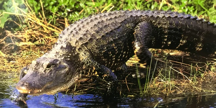  Navštívíte národní park Everglades s jedinečnou faunou a flórou. 