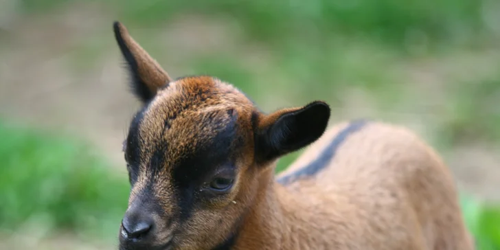 V ceně máte také vstup do Dětského ráje a minizoo.