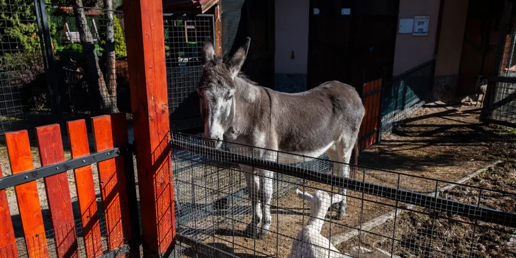 Zvieratá spoznáte z bezprostrednej blízkosti