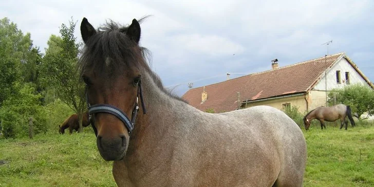Děti se mohou projet třeba na poníkovi.