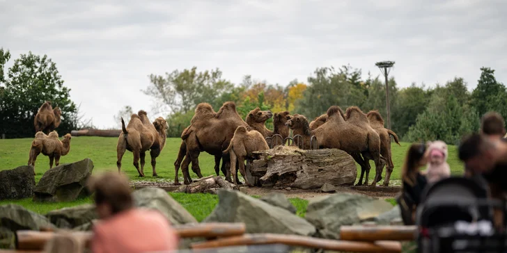 Do zoo dojdete za půl hodiny pěšky, nebo sedněte na MHD a jste tam za chvíli.