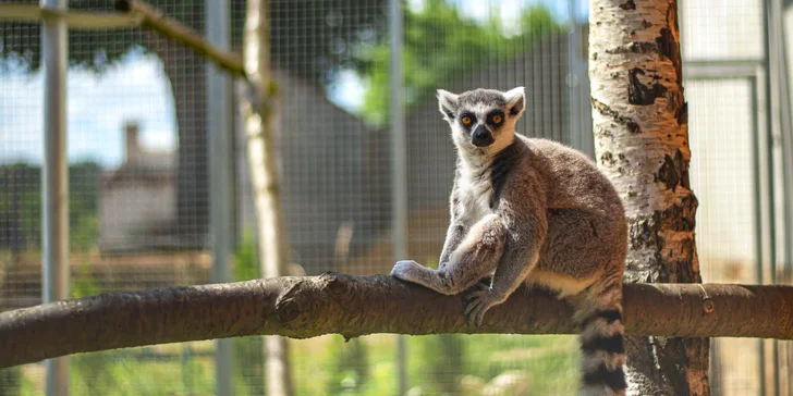 Největší soukromá zoo v ČR je domovem přes 150 zvířat. 