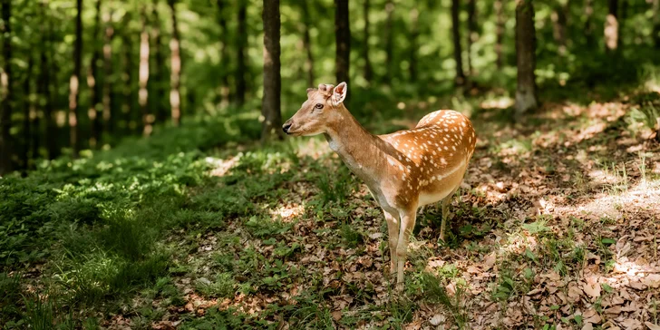 K nedalekému krmelci si chodí pro jídlo daňci i jiná zvířátka, takže když budete potichu, jistě je uvidíte. 