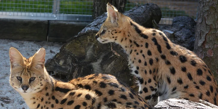 V zoo koutku si prohlédnete desítky exotických i domácích mazlíčků.