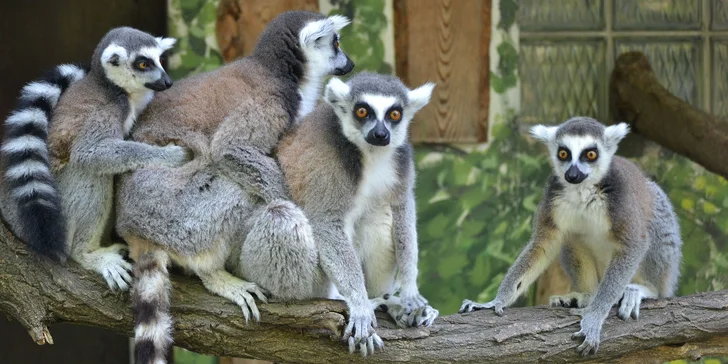 Bratislavská ZOO: Vstupy pre jednotlivcov, deti i celé rodiny