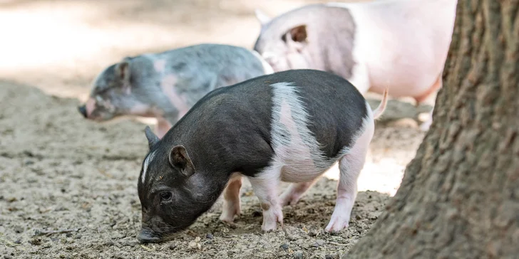 V zooparku žijí domácí i exotická zvířátka. Některá budete moci nakrmit nebo se s nimi vyfotit, na koních a velbloudech se dokonce můžete projet. 