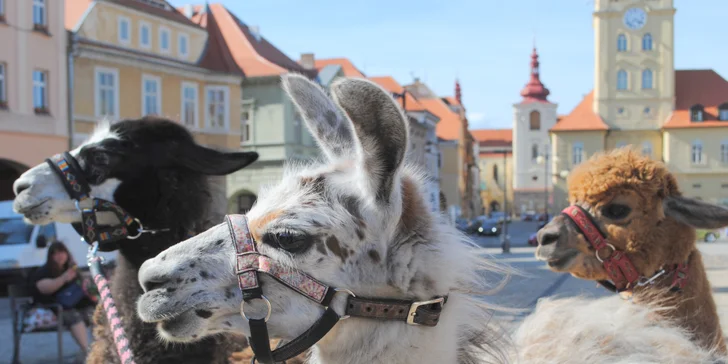 Lamatreking: procházka s lamami a alpakami, 1,5 hodiny, další osoby lze připlatit