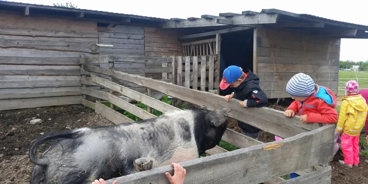 Na farmě si můžete prohlédnout i čuníka