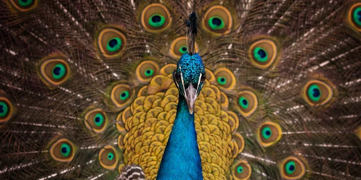 Stačí se přihlásit na fotokurz s Roshi photography. 