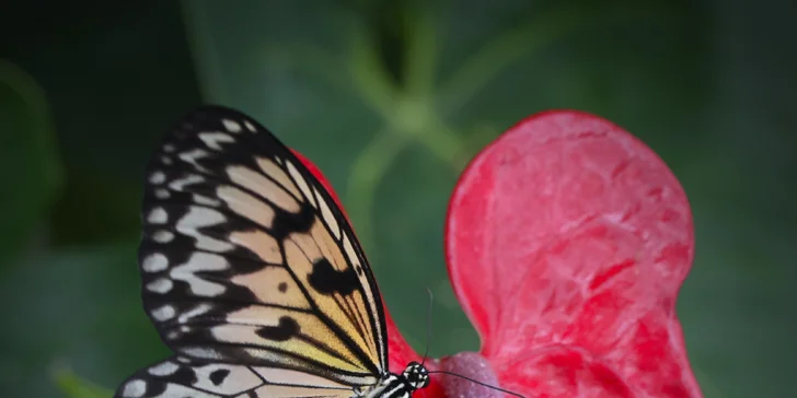 Idea leuconoe – Přijďte se podívat na jeho elegantní let.